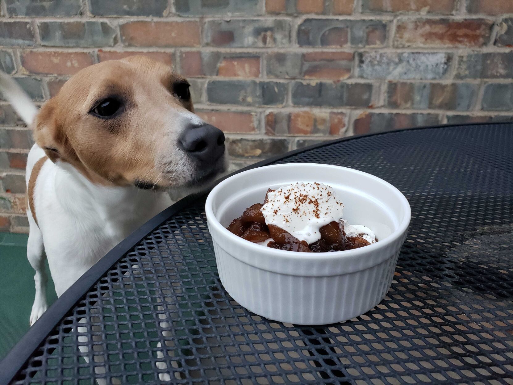 Luke the Dog